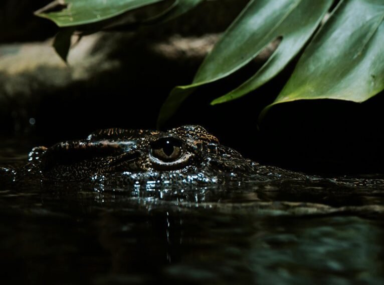 cross platform transaction assessment