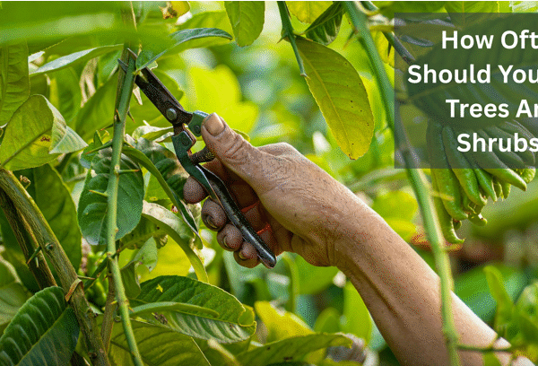 How Often Should You Trim Trees And Shrubs?