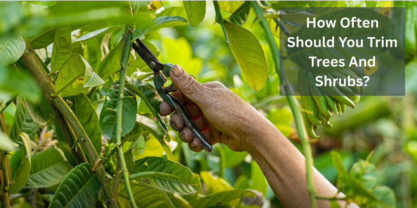 How Often Should You Trim Trees And Shrubs?
